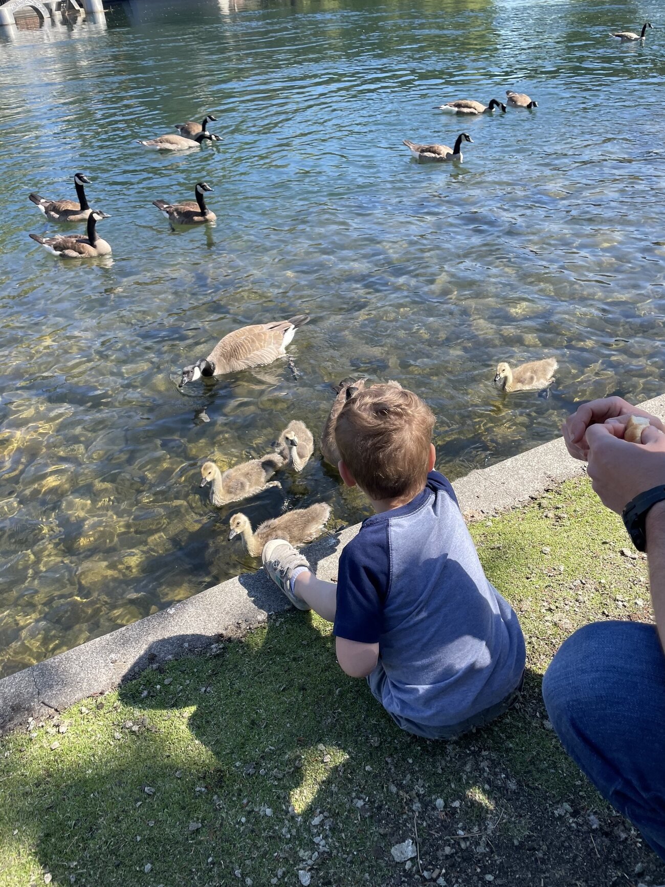 A small boy crouched at the water's edge with goslings coming in close